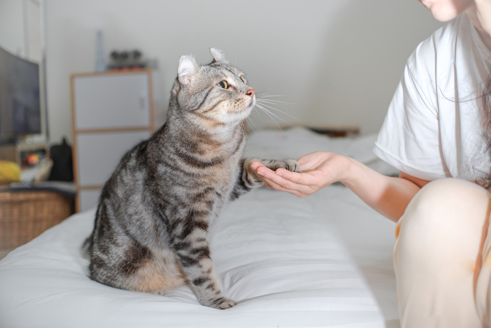 How to Train Your Cat to Be a Therapy Cat: 5 Vet-Reviewed Tips