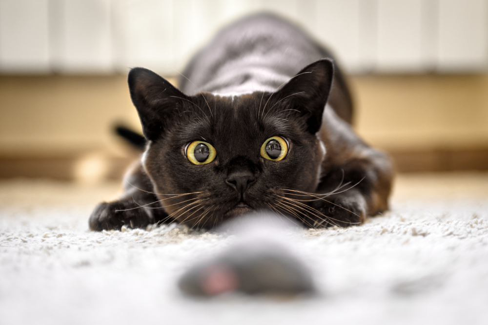Cat Pouncing: Vet-Verified Behavior Explained & Solutions