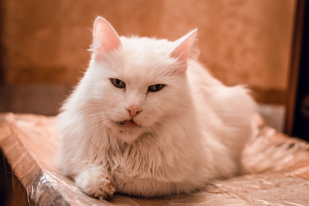 Hard Lump on Cat's Lower Jaw: Causes & Care