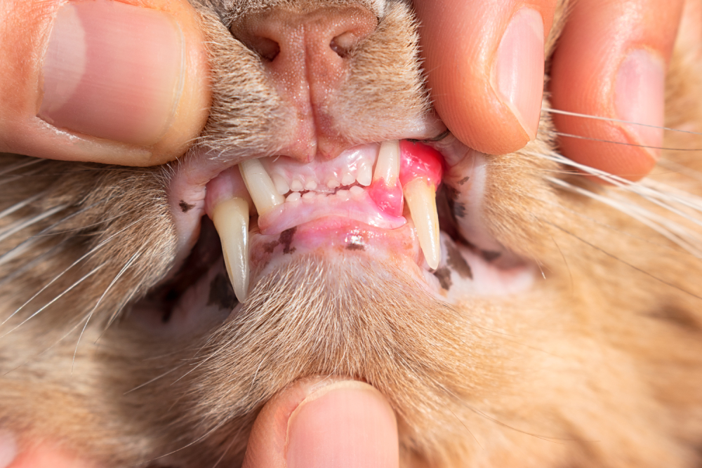 Why Are My Cat’s Gums Red and Swollen? 8 Possible Reasons & What to Do
