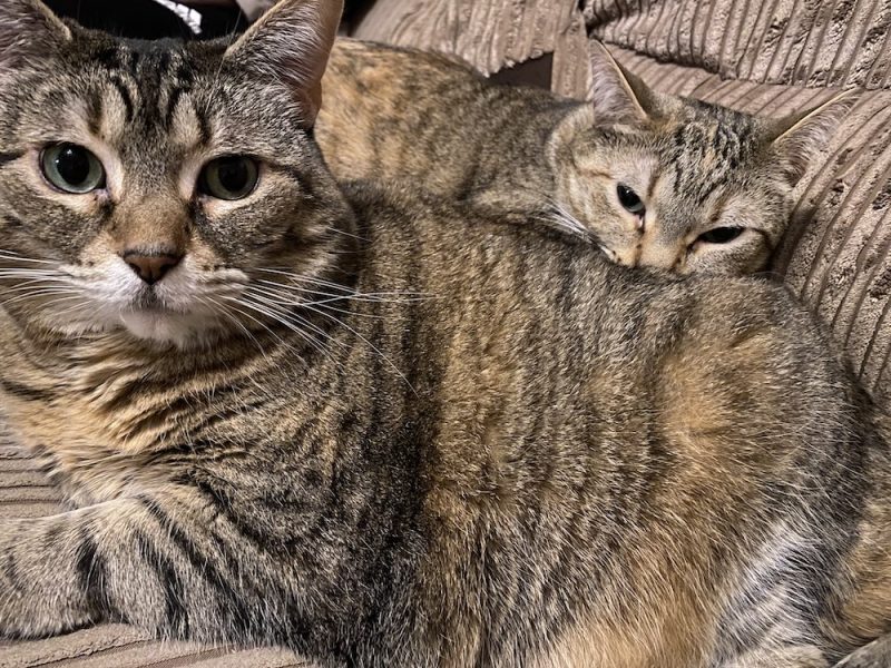 Wee!!! More Things to Love About Cat Litter Boxes