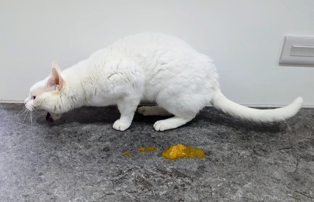 What's That Sound? The Melodious Tones of the Feline Upchuck