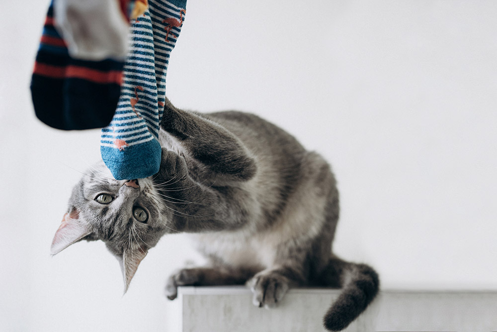 cute grey cat playing with sock