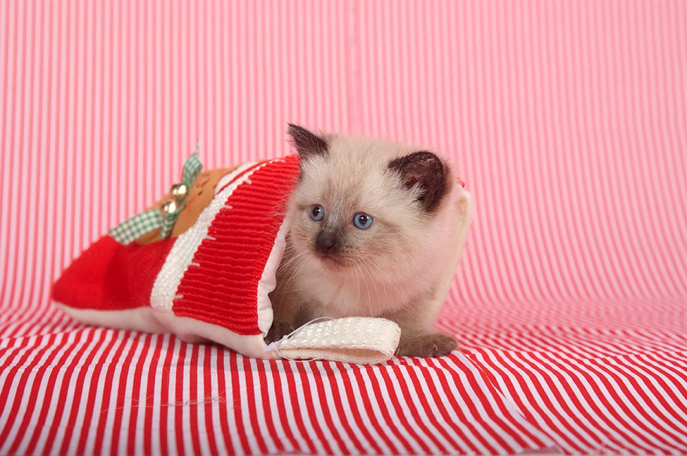 11 Best Cat Christmas Stockings in 2026 – Reviews & Top Picks