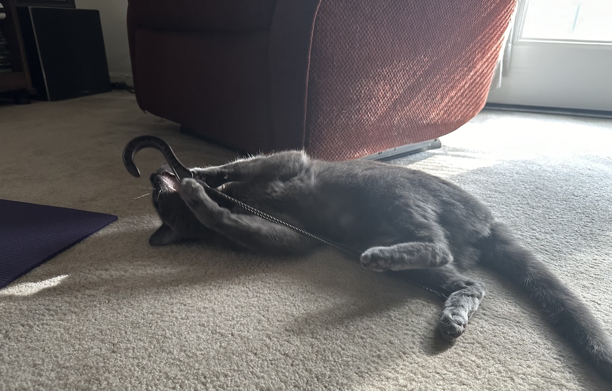 The Remarkable Russian Blue: Comparing Olga to the Breed Standard