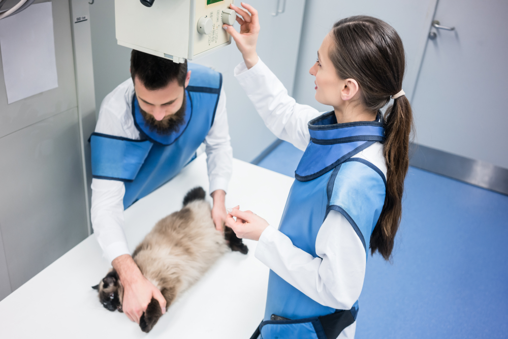 National Take Your Cat to the Vet Day 2026: When It Is & How to Particiapte
