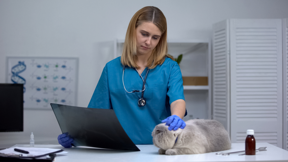 Palliative Care for Cats: 6 Things You Should Know (Vet-Verified)