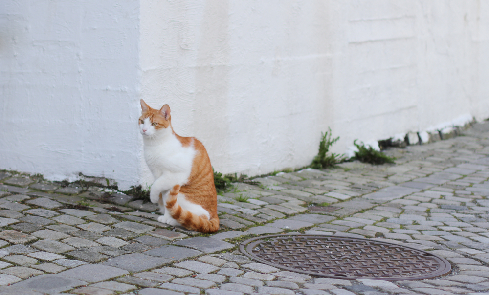 My Cat Is Limping But Still Jumping & Running, What's Wrong? Vet-Reviewed Advice