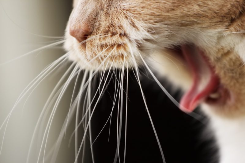 Can Cats Get Strep Throat? Vet-Reviewed Signs, Treatment & Prevention