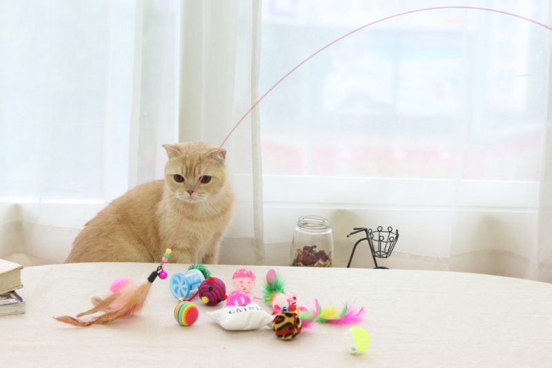 9 Types of Cat Toys & How to Use Them (With Pictures)