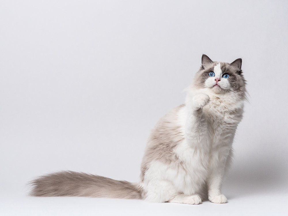 How Big Do Ragdoll Cats Get? With Comparison Infographic (Vet-Verified)