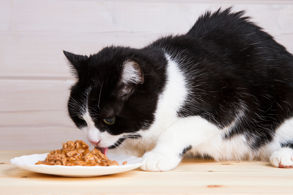 What Do Cats Need in Their Diet? 6 Vet Verified Essential Nutrients