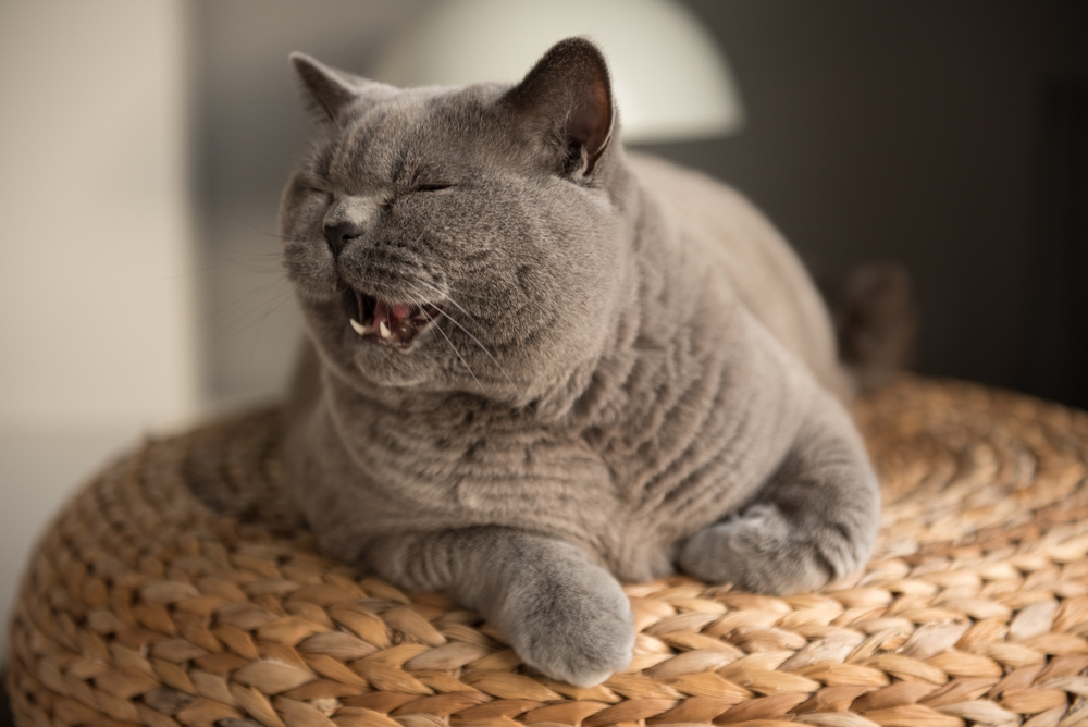 Why Is My Cat Meowing a Lot Suddenly? 6 Vet-Reviewed Reasons