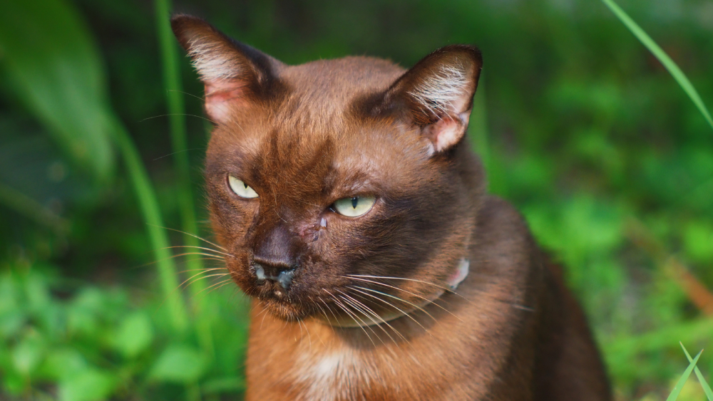Why Is My Cat's Nose Running? Our Vet Explains 12 Possible Reasons