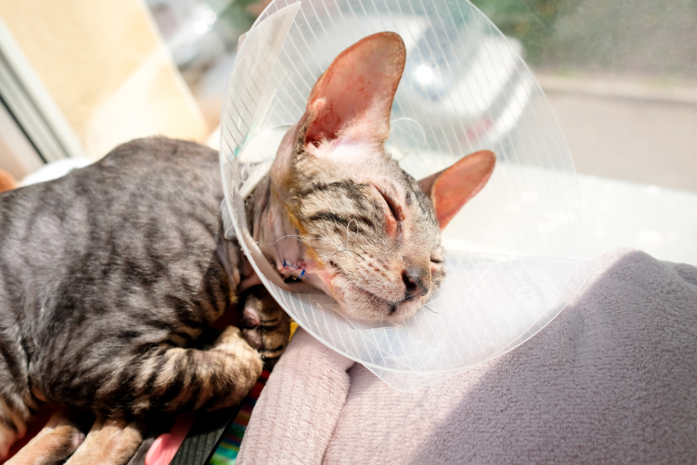 Why Do Cats Cough After Surgery? Medical Facts Explained (Vet Answer)