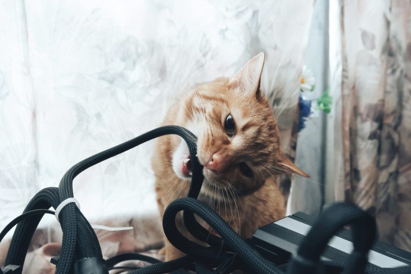 How to Stop Your Cat From Chewing on Electric Cords: 10 Vet-Approved Ways