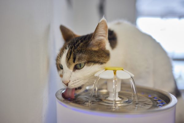 23 Best Cat Gadgets of 2026 - Reviews & Top Picks