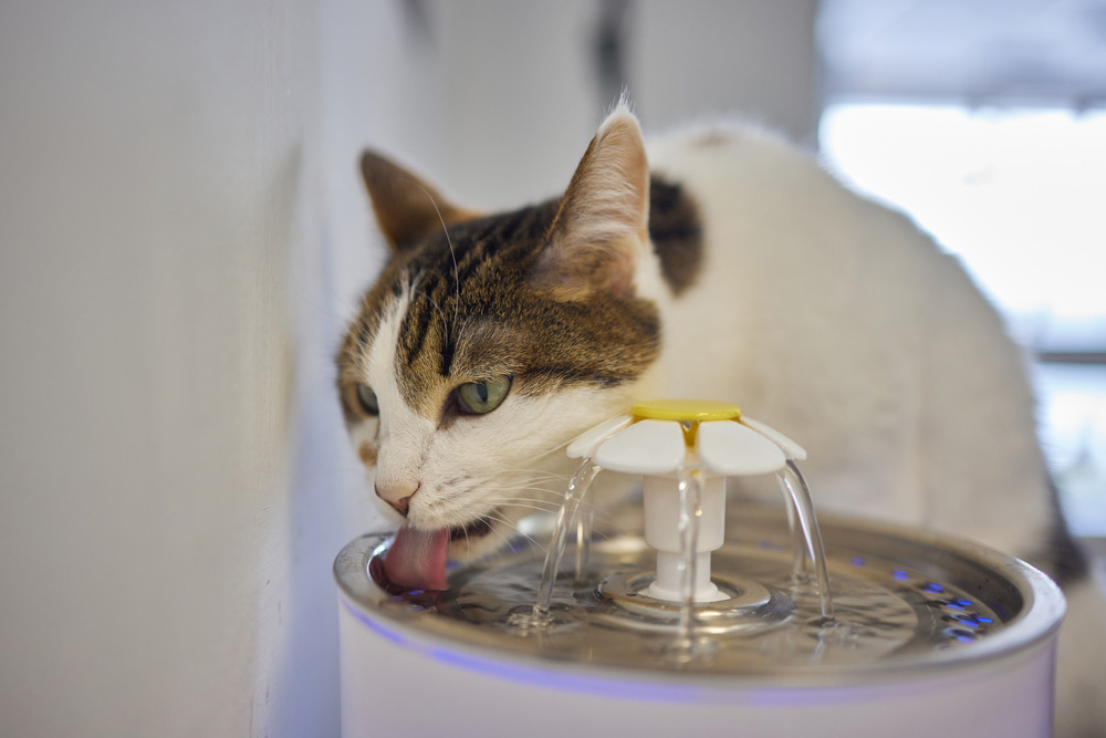 When a Cat Becomes a Water Fountain – Why Cats Vomit After Drinking