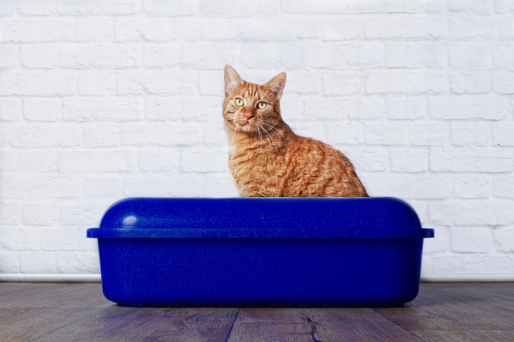 What Causes Chronic Diarrhea in Rescue Cats? 8 Vet-Verified Causes & Solutions