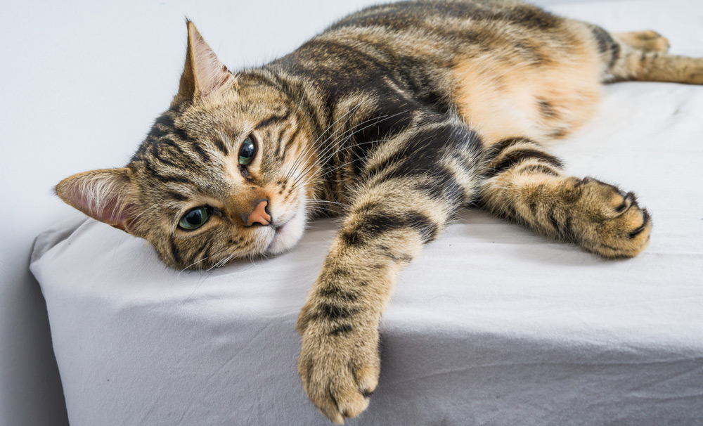 Why Is My Cat Lethargic & Limping After a Vaccine? Vet-Verified Facts