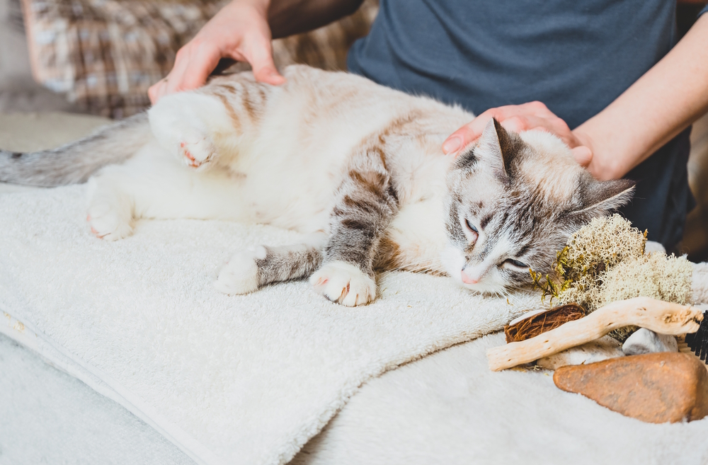 Does Massage Help Constipation in Cats? Vet-Verified Facts & Treatments