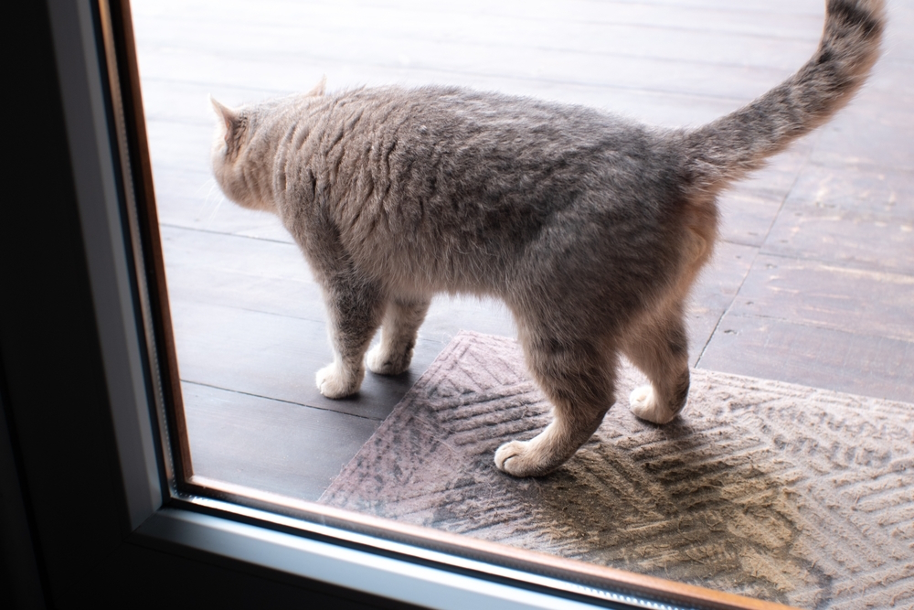 cat-peeing-on-door-rug