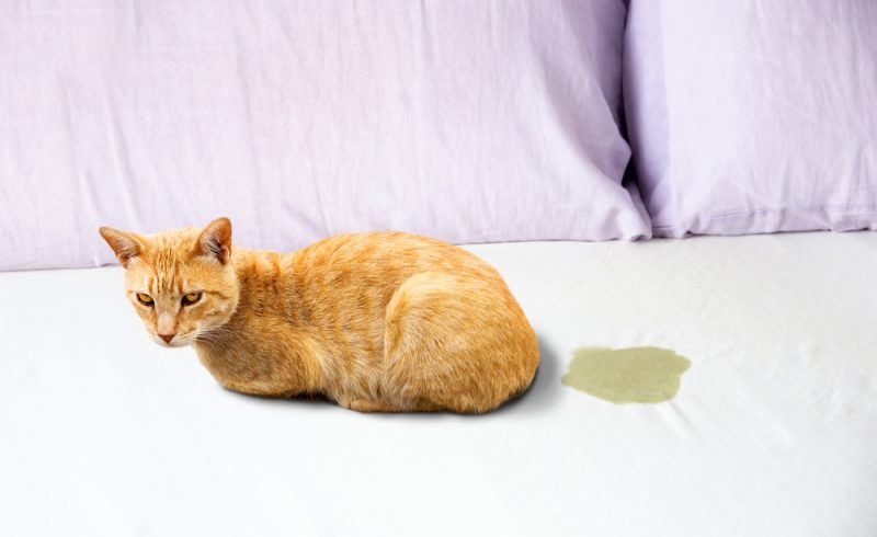 Can Cat Pee Make You Sick? Vet-Verified Facts & Safety Tips