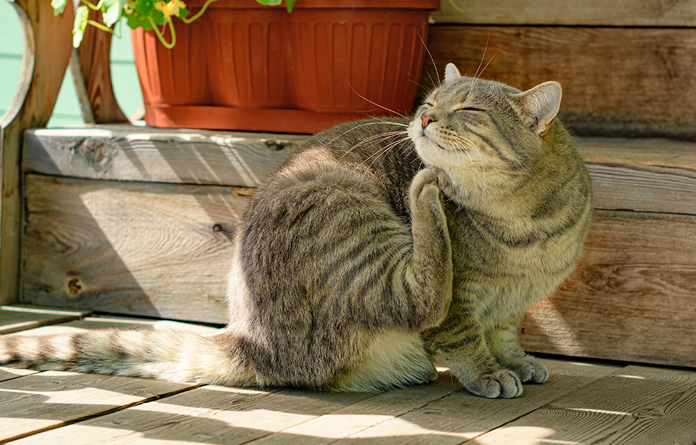 Fleas & Ticks on Cats: A Guide for Each Region in the US (Vet Approved)