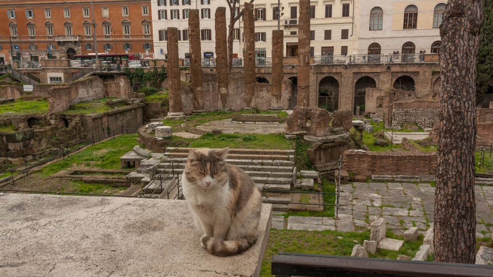 Cat Pawprints Have Been Found in 600 Year Old Book: Here's the Photo