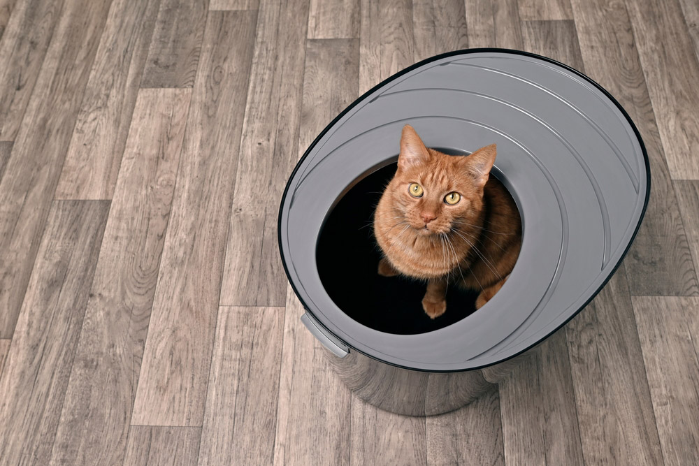 10 Best Litter Boxes for Messy Cats in 2026 – Reviews & Top Picks