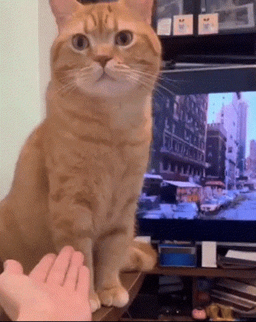 cat slow high five