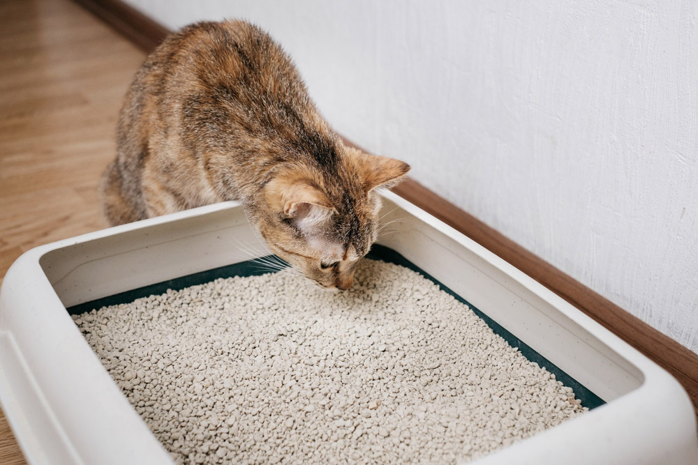 How Much Litter Should You Put in the Litter Box? Vet-Reviewed Facts & FAQ