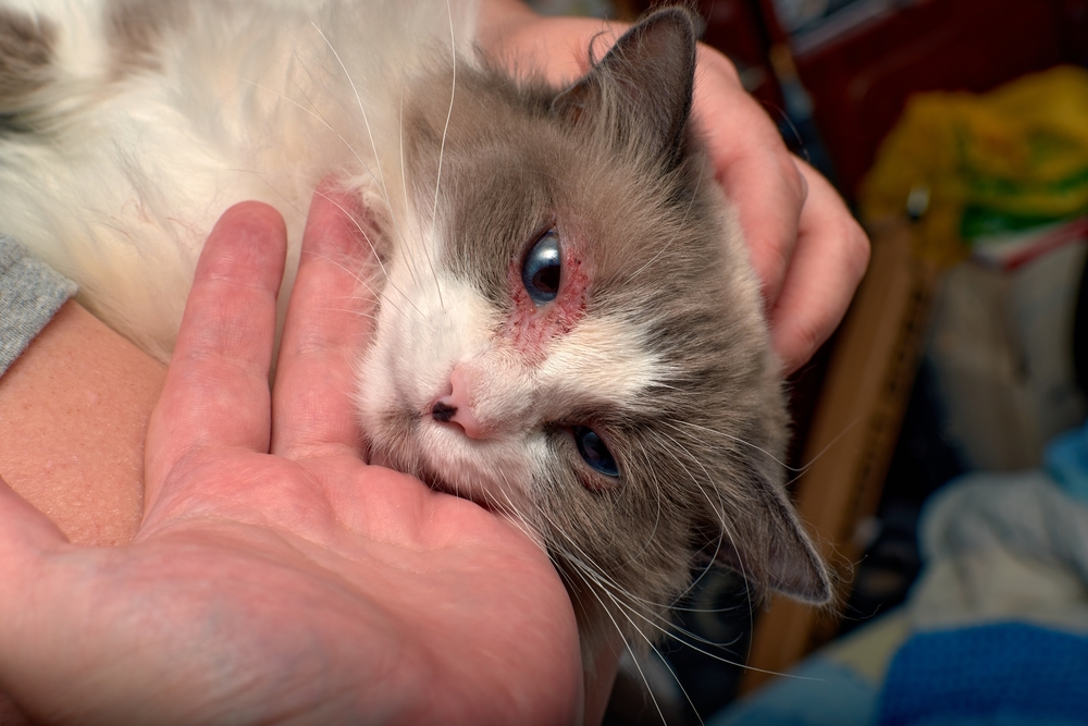 Cat Dermatitis: Our Vet Explains the Causes, Signs, Treatment