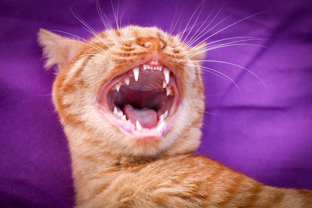Why Is My Cat's Tongue Swollen? (Vet Answer)