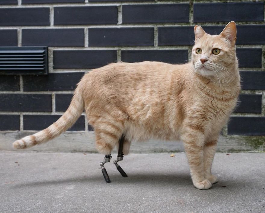 Prosthetics for Cats: Vet-Verified Info & Success Stories