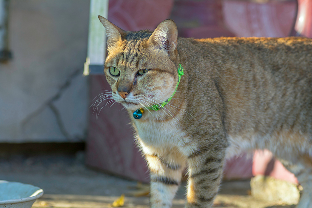 Sudden Cat Face Swelling: Causes, Treatments & FAQ (Vet Answer)