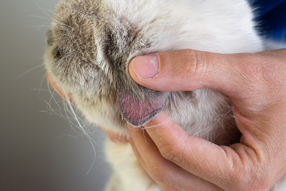 Cat Ear Sores: Causes, Prevention Tips & Treatment (Vet Answer)