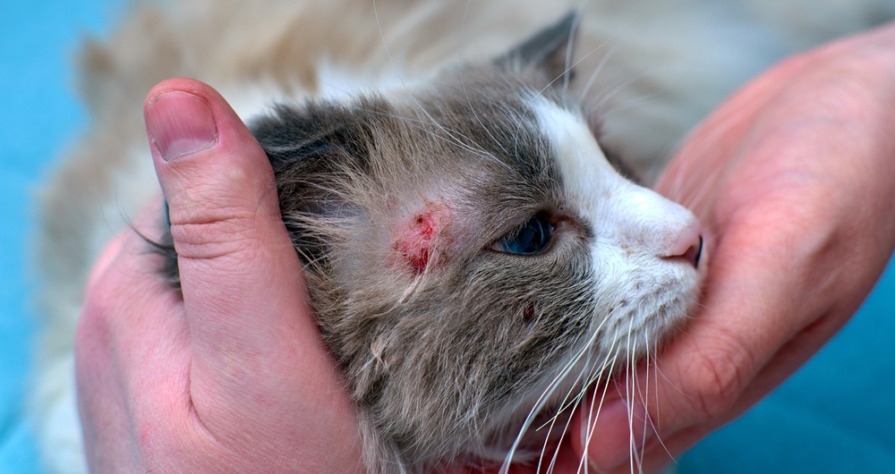 10 Flea and Tick Diseases in Cats: Vet-Verified Facts & FAQ