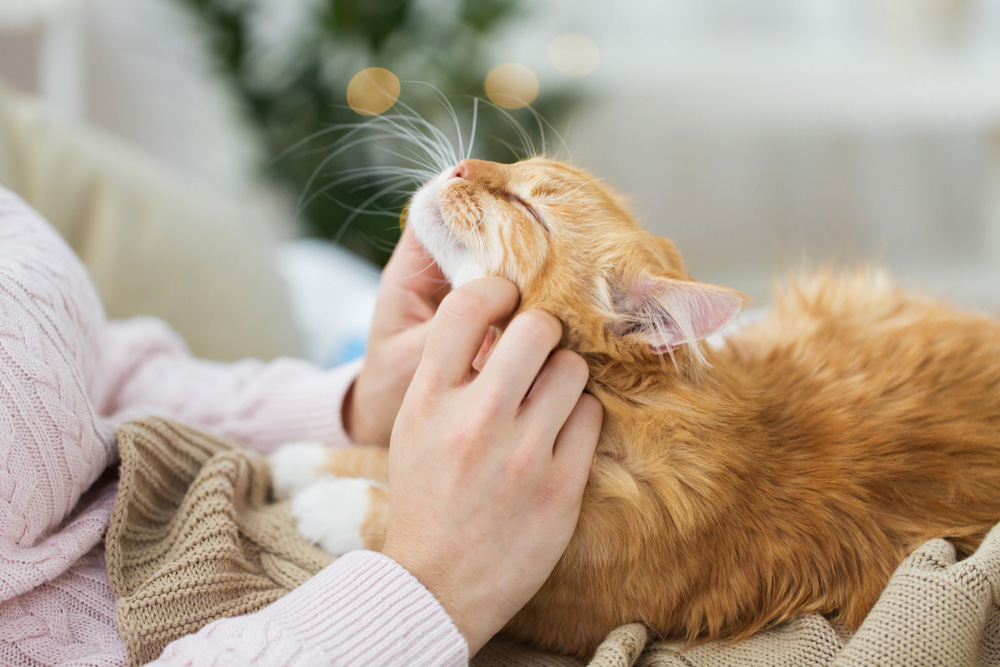 Holistic Cat Care: 8 Natural Ways to Keep Your Kitty Healthy (Vet Answer)