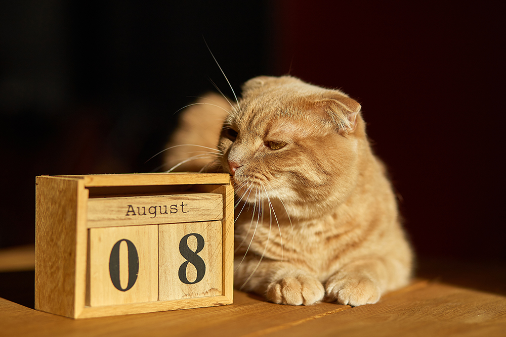 Cat Holidays: Monthly, Weekly & Daily