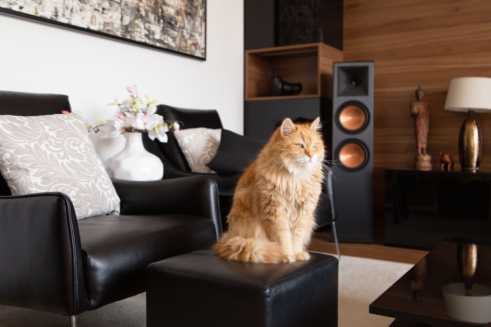 Do Cats Like the Sound of White Noise? Vet-Reviewed Facts & FAQ