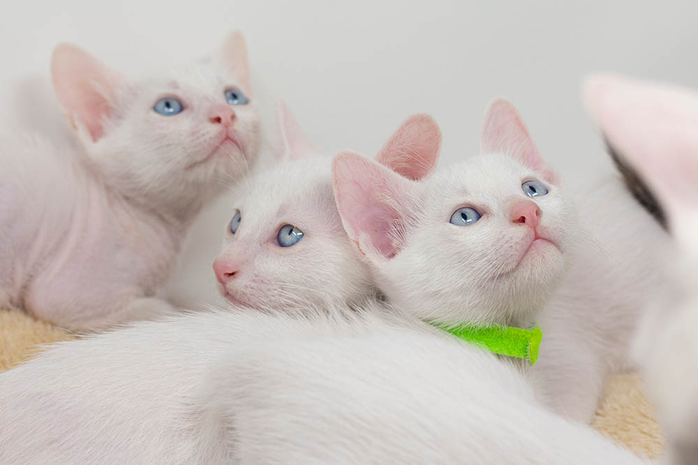 khao manee kittens