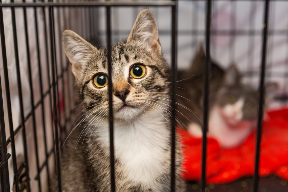 11 Signs to Look for When Inspecting a Cat Boarding Facility (Vet Reviewed)