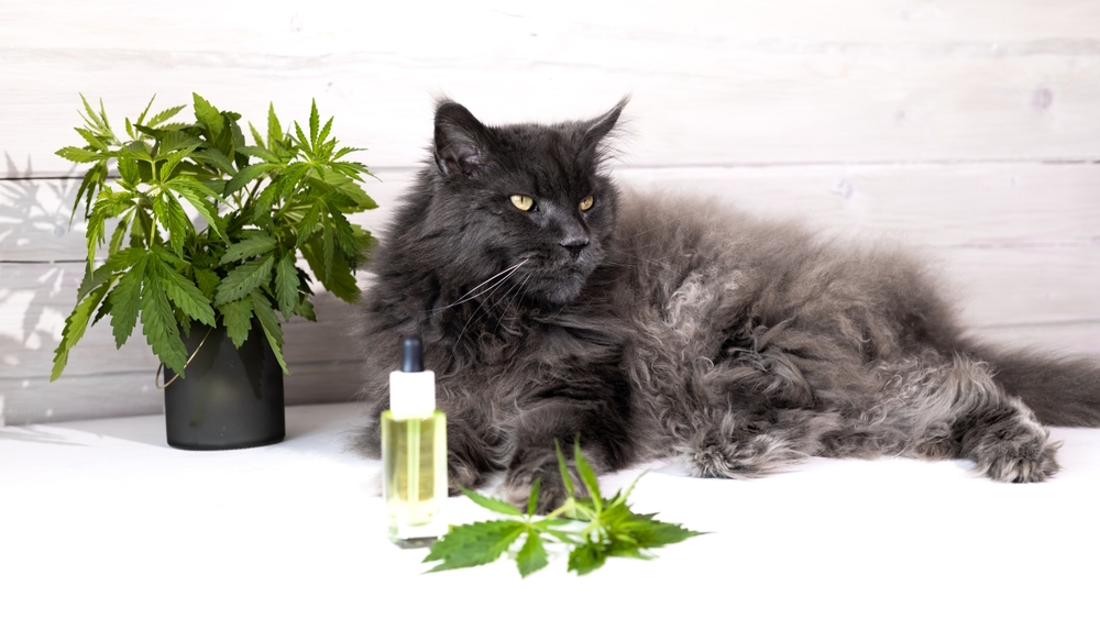 What Is the Difference Between Cat & Human CBD Oil? Vet-Verified Facts & Safety Guide