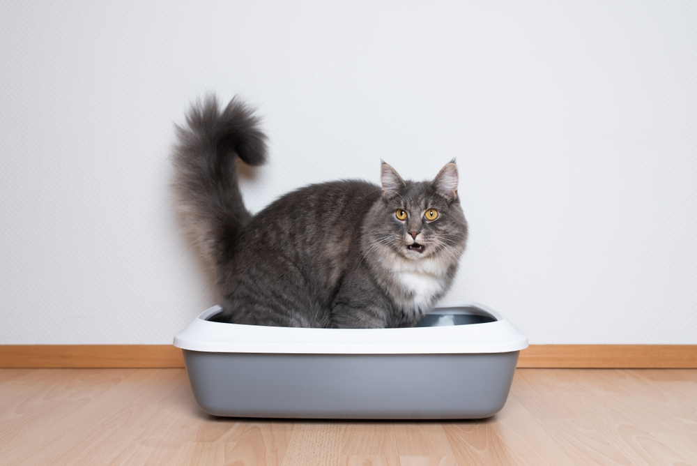 Rectal Polyps in Cats: Our Vet Explains the Causes, Signs & Treatments