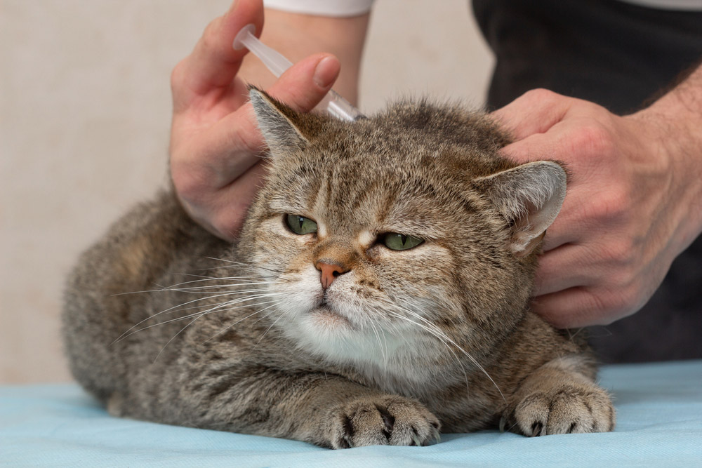 What Happens if I Give My Cat Too Much Insulin? (Vet Answer)
