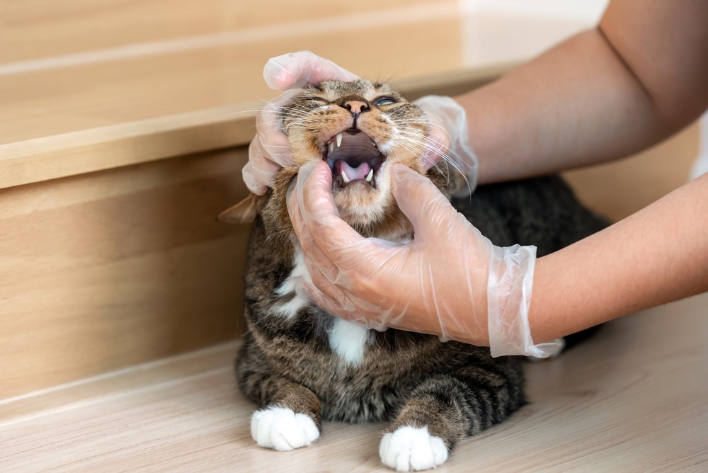Can Infected Teeth Cause Sneezing? Dental Disease in Cats (Vet Answer)