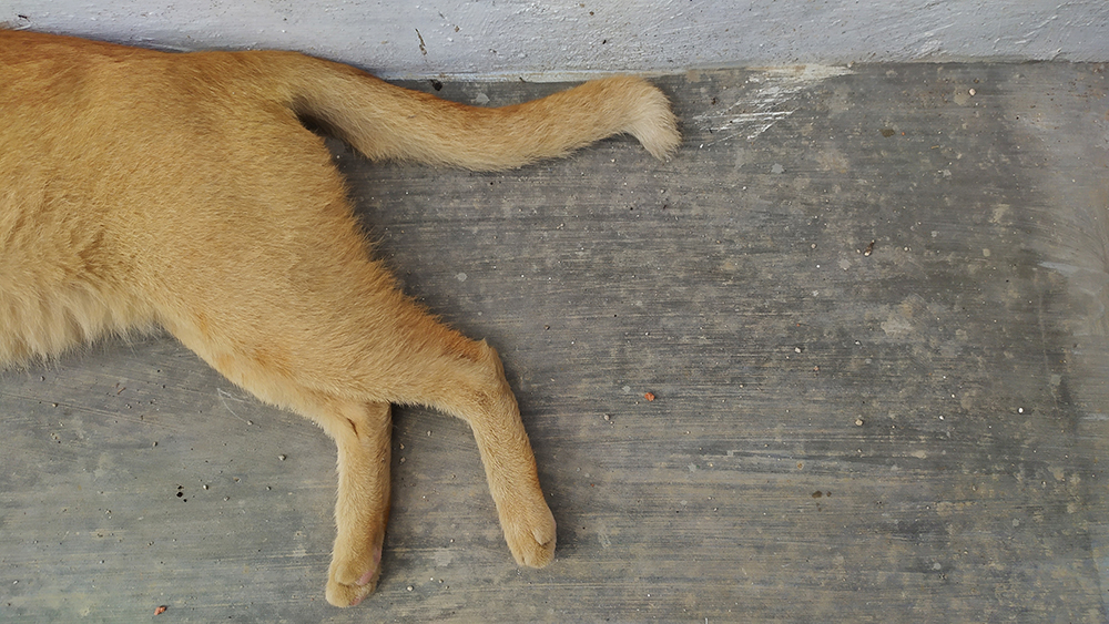 What Causes Lumps on the Rear Legs of Cats? 4 Common Causes (Vet Answer)