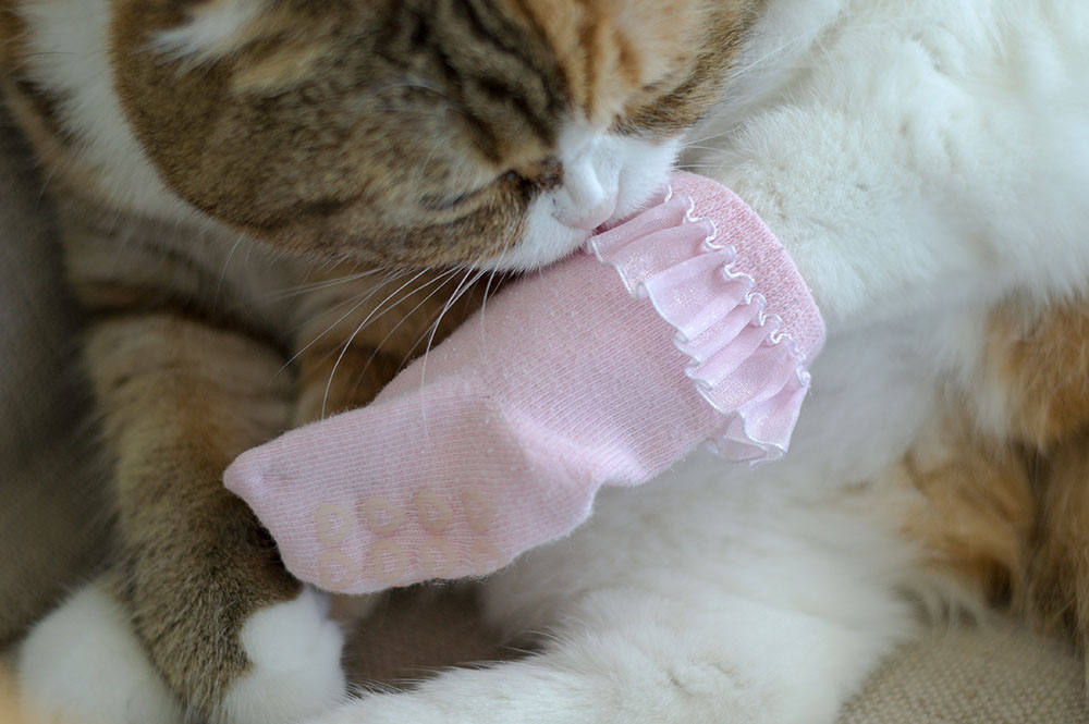 6 Best Cat Booties to Prevent Scratching in 2026 - Reviews & Top Picks