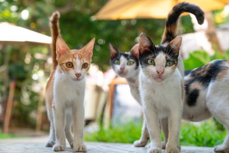 World Stray Animals Day 2026: When It Is & How to Participate